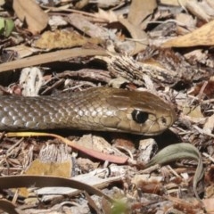 Pseudonaja textilis (Eastern Brown Snake) at Acton, ACT - 18 Dec 2020 by AlisonMilton