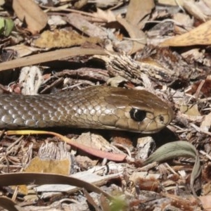 Pseudonaja textilis at Acton, ACT - 18 Dec 2020