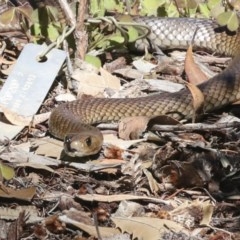 Pseudonaja textilis at Acton, ACT - 18 Dec 2020