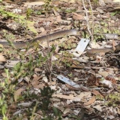 Pseudonaja textilis at Acton, ACT - 18 Dec 2020