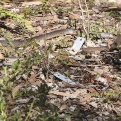 Pseudonaja textilis at Acton, ACT - 18 Dec 2020