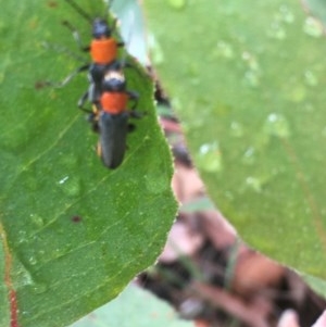 Chauliognathus tricolor at Downer, ACT - 17 Dec 2020