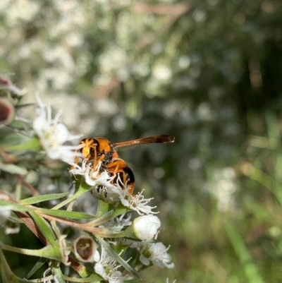 Anterhynchium nigrocinctum (A potter wasp) at Murrumbateman, NSW - 18 Dec 2020 by SimoneC