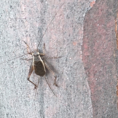 Eurepa marginipennis (Mottled bush cricket) at Downer, ACT - 16 Dec 2020 by Tapirlord