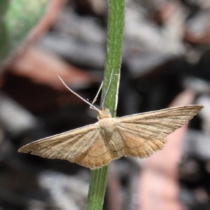 Scopula rubraria at O'Connor, ACT - 18 Dec 2020