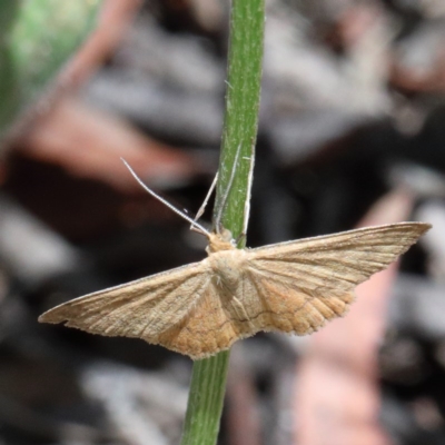 Scopula rubraria (Reddish Wave, Plantain Moth) at O'Connor, ACT - 18 Dec 2020 by ConBoekel