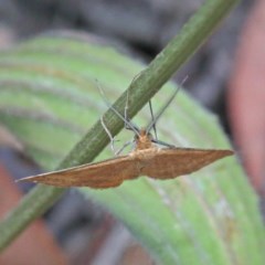 Scopula rubraria at O'Connor, ACT - 18 Dec 2020