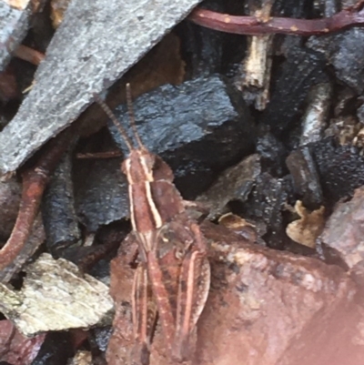 Phaulacridium vittatum (Wingless Grasshopper) at Downer, ACT - 17 Dec 2020 by Tapirlord