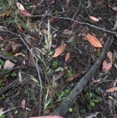 Rytidosperma (genus) (Wallaby Grass) at Downer, ACT - 17 Dec 2020 by Tapirlord