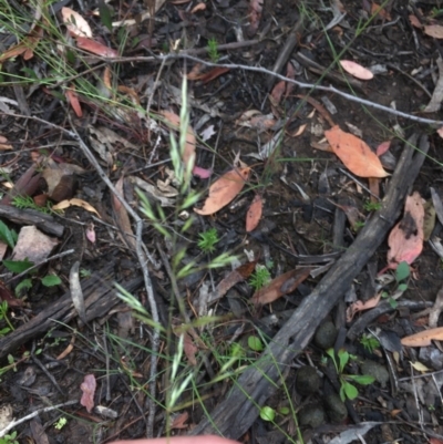 Rytidosperma sp. (Wallaby Grass) at Downer, ACT - 16 Dec 2020 by Tapirlord