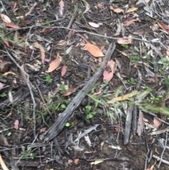 Rytidosperma sp. at Downer, ACT - 17 Dec 2020