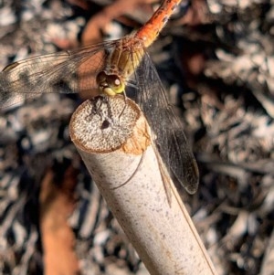 Diplacodes melanopsis at Murrumbateman, NSW - 18 Dec 2020