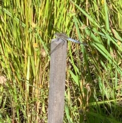 Orthetrum caledonicum (Blue Skimmer) at Murrumbateman, NSW - 18 Dec 2020 by SimoneC