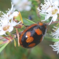Paropsisterna beata (Blessed Leaf Beetle) at Molonglo Valley, ACT - 15 Dec 2020 by Harrisi