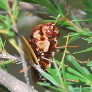 Pergagrapta polita at Molonglo Valley, ACT - 15 Dec 2020