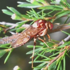 Pergagrapta polita at Molonglo Valley, ACT - 15 Dec 2020