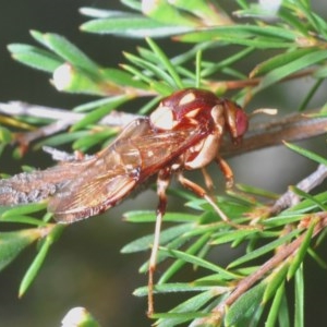 Pergagrapta polita at Molonglo Valley, ACT - 15 Dec 2020