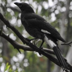 Strepera graculina (Pied Currawong) at Aranda, ACT - 16 Dec 2020 by KMcCue