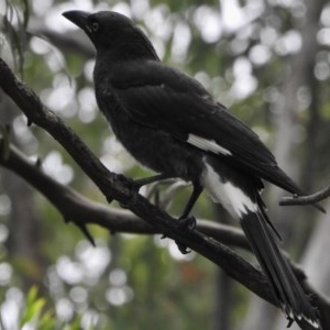 Strepera graculina at Aranda, ACT - 16 Dec 2020