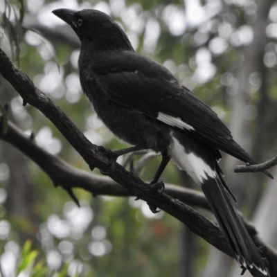 Strepera graculina (Pied Currawong) at Aranda, ACT - 16 Dec 2020 by KMcCue