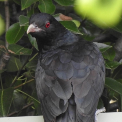 Eudynamys orientalis (Pacific Koel) at Aranda, ACT - 19 Dec 2020 by KMcCue