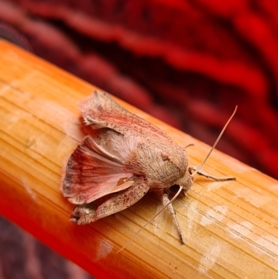 Mythimna (Pseudaletia) convecta (Common Armyworm) at Molonglo Valley, ACT - 18 Dec 2020 by AaronClausen