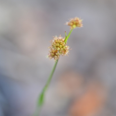 Luzula sp. (Woodrush) at Wamboin, NSW - 17 Oct 2020 by natureguy