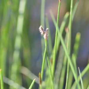 Eleocharis sp. at Wamboin, NSW - 17 Oct 2020