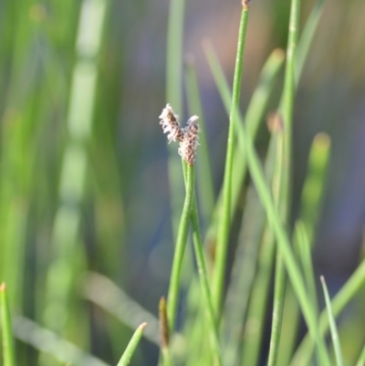 Eleocharis sp. (Spike-rush) at Wamboin, NSW - 17 Oct 2020 by natureguy