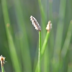 Eleocharis sp. at Wamboin, NSW - 17 Oct 2020