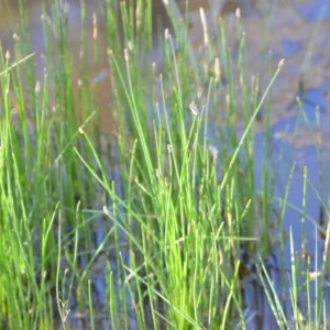 Eleocharis sp. at Wamboin, NSW - 17 Oct 2020