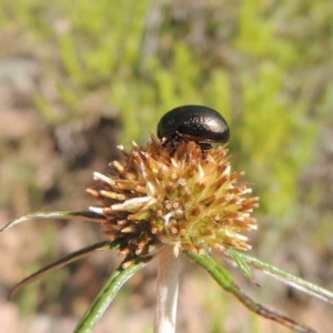 Chrysolina quadrigemina at Conder, ACT - 3 Nov 2020