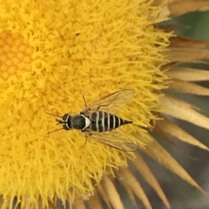 Australiphthiria hilaris at Black Mountain - 15 Dec 2020