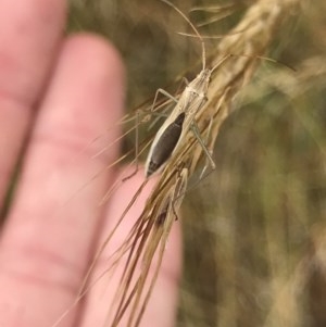 Mutusca brevicornis at O'Connor, ACT - 17 Dec 2020