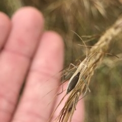 Mutusca brevicornis at O'Connor, ACT - 17 Dec 2020