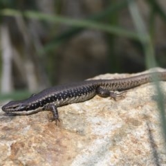 Eulamprus heatwolei (Yellow-bellied Water Skink) at Jerrabomberra Wetlands - 14 Dec 2020 by davidcunninghamwildlife