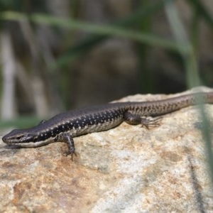 Eulamprus heatwolei at Kingston, ACT - 14 Dec 2020