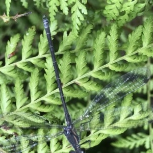 Austroargiolestes icteromelas at Acton, ACT - 17 Dec 2020