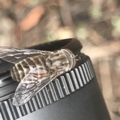 Dasybasis acutipalpis (A march fly) at Downer, ACT - 17 Dec 2020 by MattFox