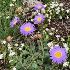 Brachyscome spathulata (Coarse Daisy, Spoon-leaved Daisy) at Cotter River, ACT - 18 Dec 2020 by KMcCue