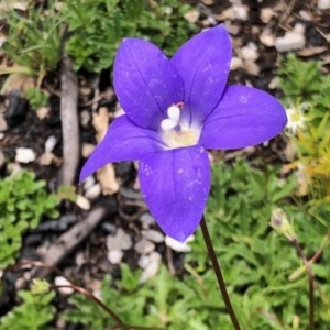 Wahlenbergia gloriosa at Cotter River, ACT - 18 Dec 2020 11:14 AM