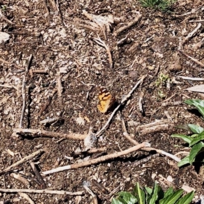 Vanessa kershawi (Australian Painted Lady) at Cotter River, ACT - 18 Dec 2020 by KMcCue