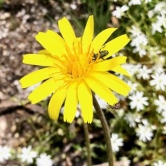 Unverified Daisy at Namadgi National Park - 18 Dec 2020 by KMcCue