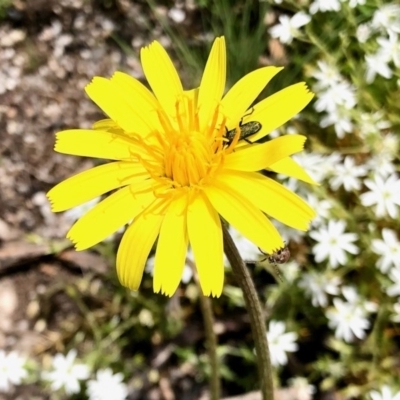 Unverified Daisy at Namadgi National Park - 18 Dec 2020 by KMcCue