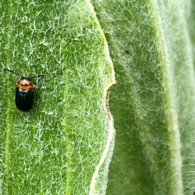 Calomela moorei (Acacia Leaf Beetle) at Cotter River, ACT - 18 Dec 2020 by KMcCue