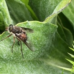 Scaptia sp. (genus) (March fly) at Cotter River, ACT - 18 Dec 2020 by KMcCue