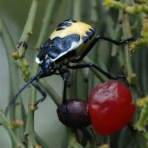 Commius elegans at Ainslie, ACT - 16 Dec 2020