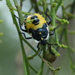 Commius elegans at Ainslie, ACT - 16 Dec 2020