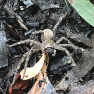 Neosparassus calligaster at Point 5807 - 17 Dec 2020