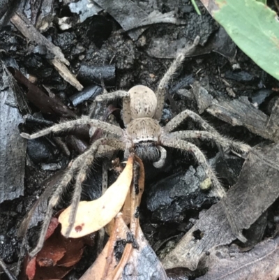 Neosparassus calligaster (Beautiful Badge Huntsman) at Acton, ACT - 17 Dec 2020 by MattFox